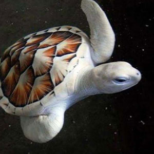 Wait, They Actually Ranked These Albino Animals? Prepare To Be Amazed!