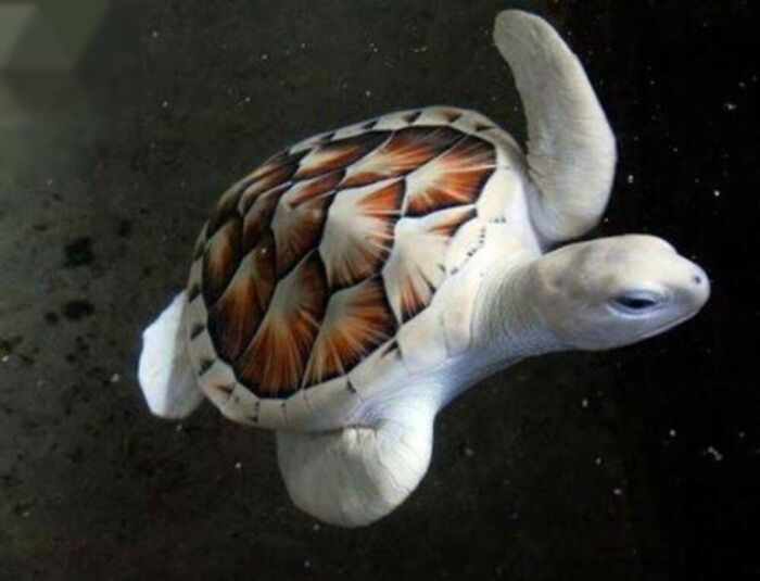 Wait, They Actually Ranked These Albino Animals? Prepare To Be Amazed!