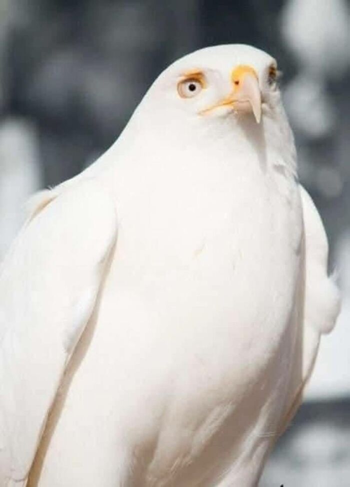Wait, They Actually Ranked These Albino Animals? Prepare To Be Amazed!