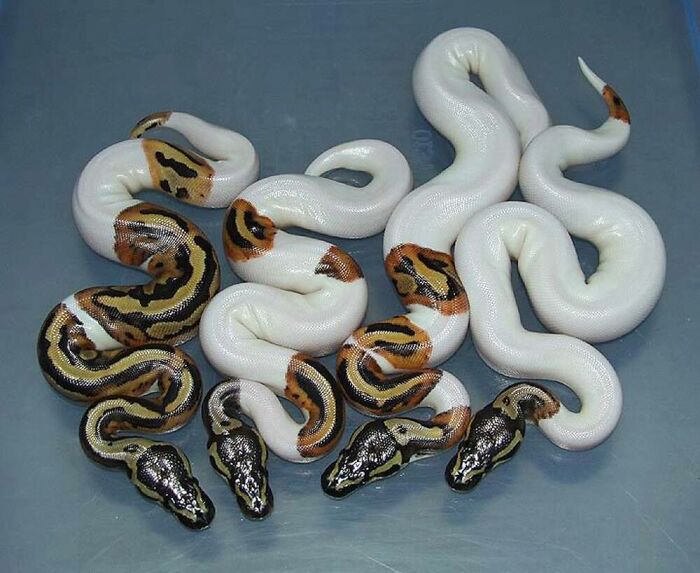 Wait, They Actually Ranked These Albino Animals? Prepare To Be Amazed!