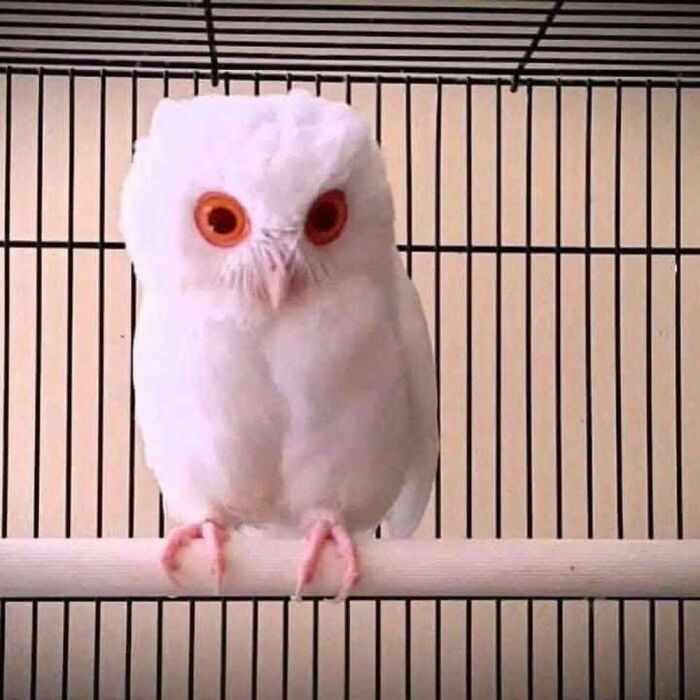 Wait, They Actually Ranked These Albino Animals? Prepare To Be Amazed!