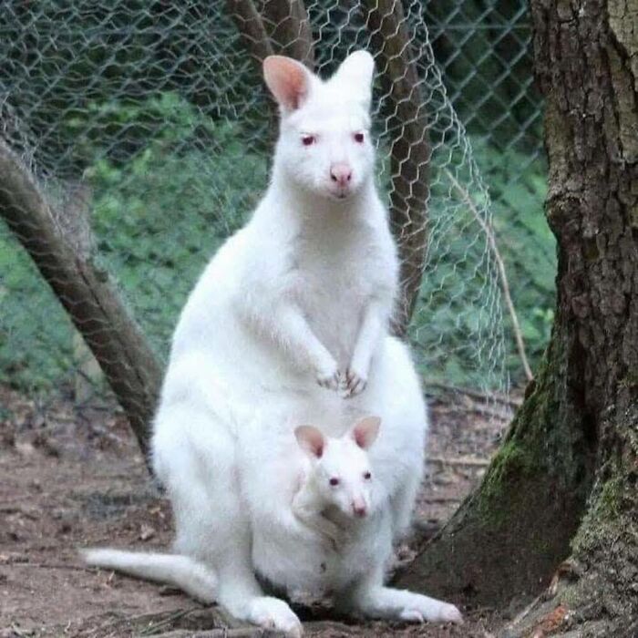 Wait, They Actually Ranked These Albino Animals? Prepare To Be Amazed!