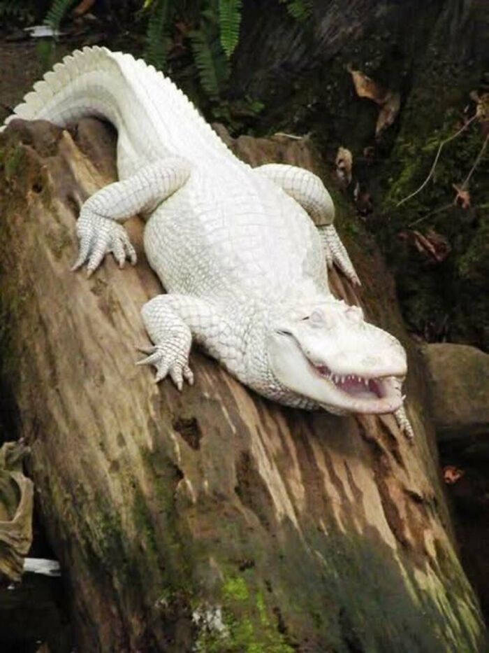 Wait, They Actually Ranked These Albino Animals? Prepare To Be Amazed!
