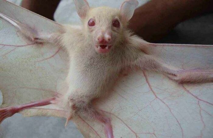 Wait, They Actually Ranked These Albino Animals? Prepare To Be Amazed!