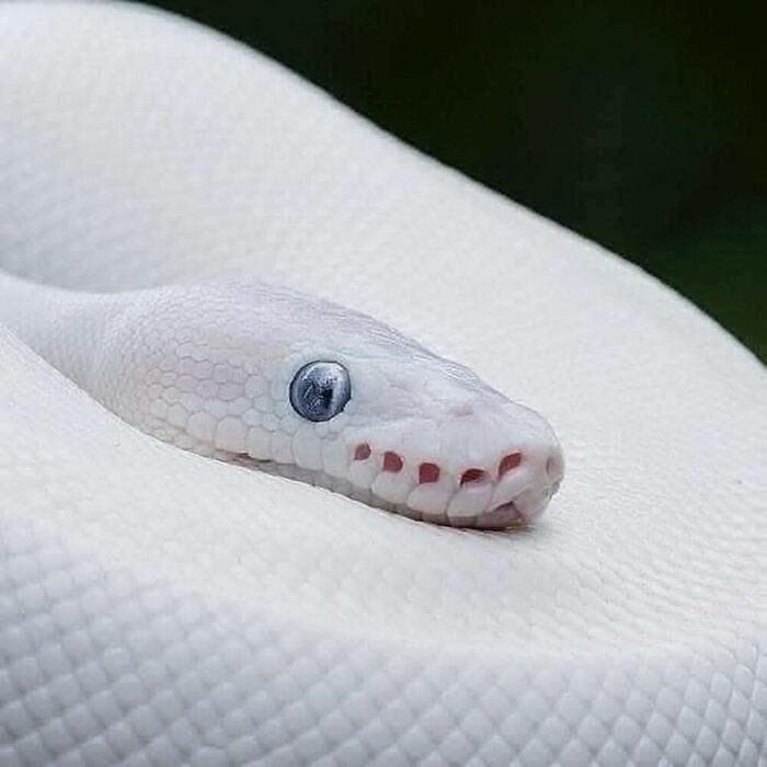 Wait, They Actually Ranked These Albino Animals? Prepare To Be Amazed!