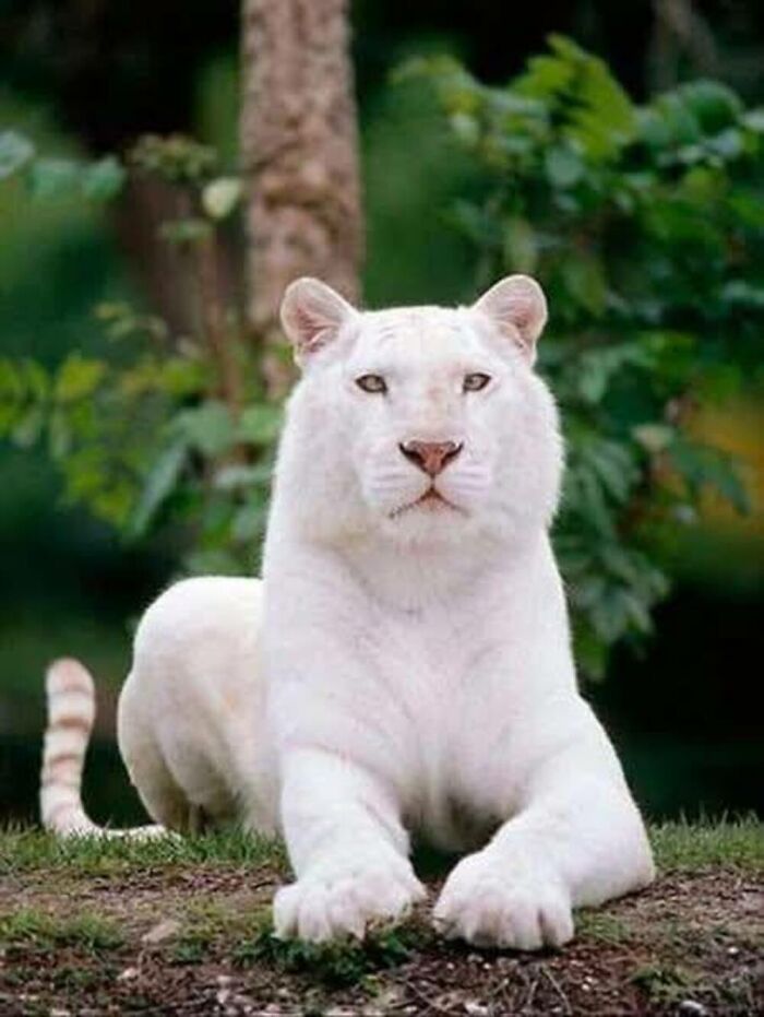 Wait, They Actually Ranked These Albino Animals? Prepare To Be Amazed!