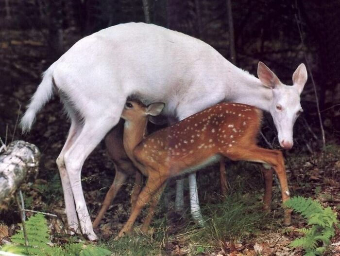 Wait, They Actually Ranked These Albino Animals? Prepare To Be Amazed!