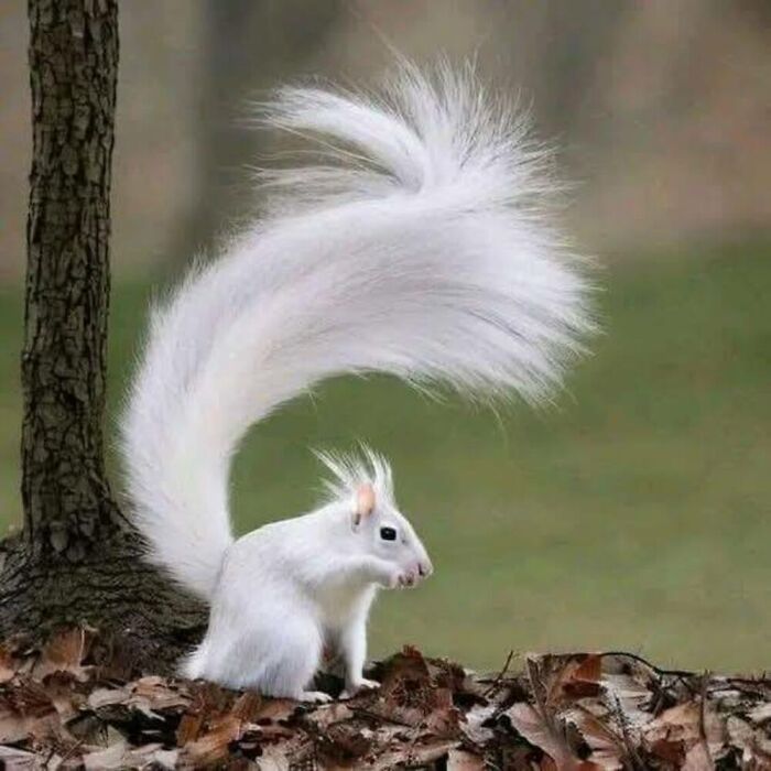 Wait, They Actually Ranked These Albino Animals? Prepare To Be Amazed!