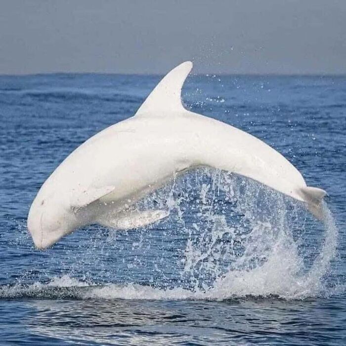Wait, They Actually Ranked These Albino Animals? Prepare To Be Amazed!