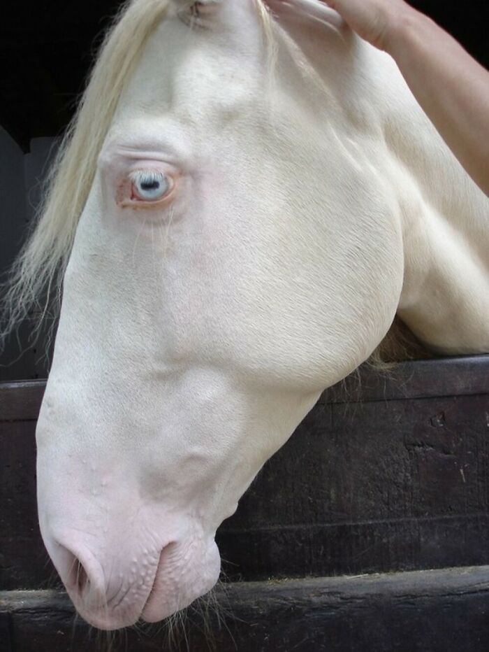 Wait, They Actually Ranked These Albino Animals? Prepare To Be Amazed!