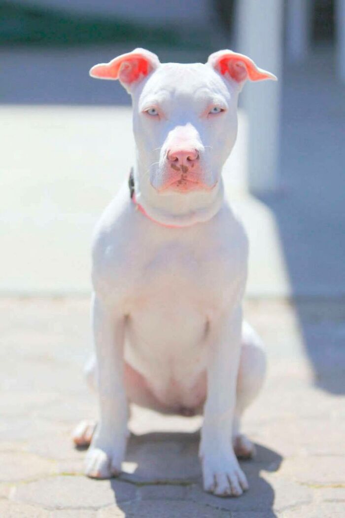 Wait, They Actually Ranked These Albino Animals? Prepare To Be Amazed!