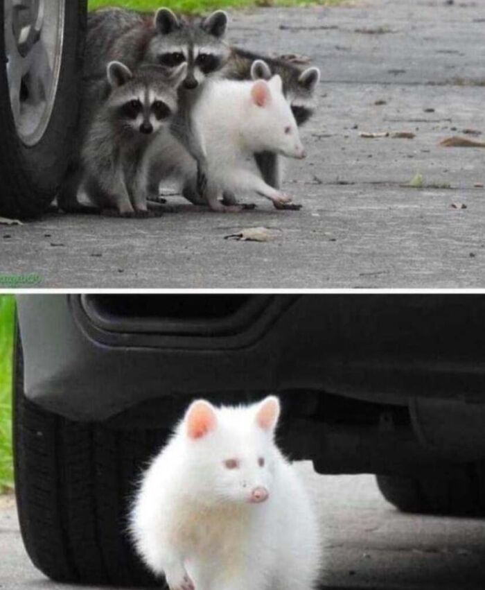 Wait, They Actually Ranked These Albino Animals? Prepare To Be Amazed!