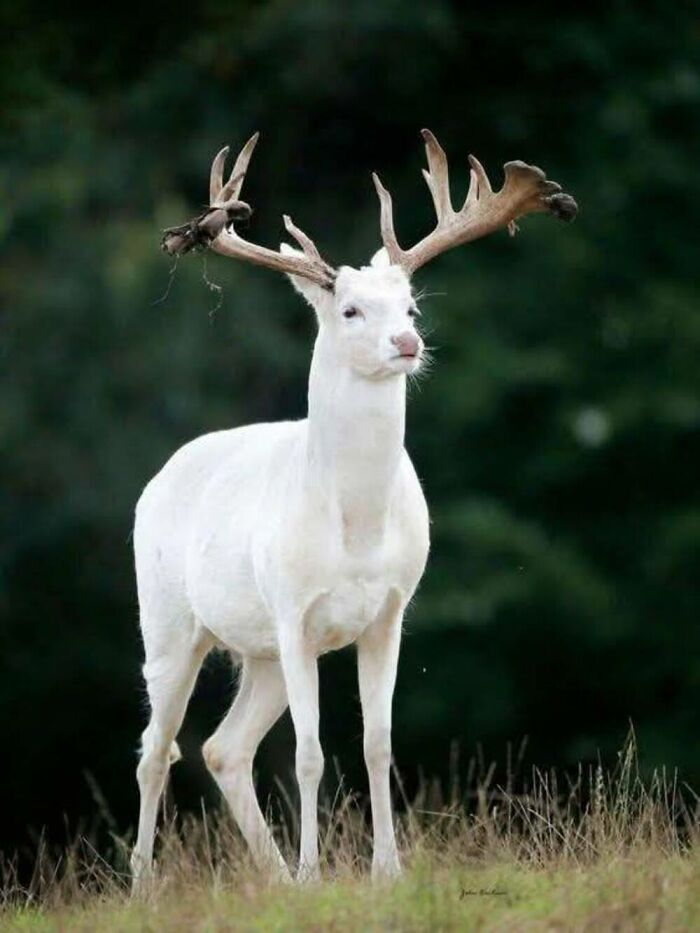 Wait, They Actually Ranked These Albino Animals? Prepare To Be Amazed!