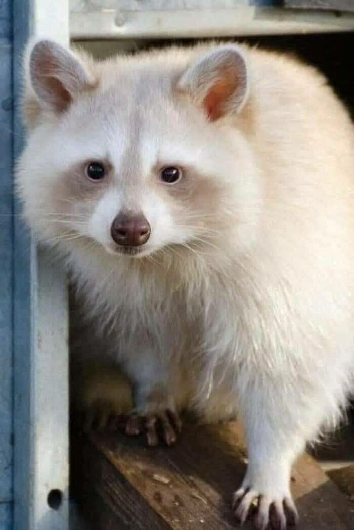Wait, They Actually Ranked These Albino Animals? Prepare To Be Amazed!