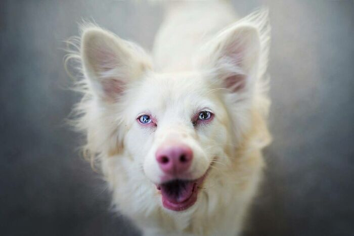 Wait, They Actually Ranked These Albino Animals? Prepare To Be Amazed!