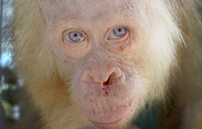 Wait, They Actually Ranked These Albino Animals? Prepare To Be Amazed!