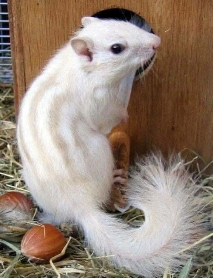 Wait, They Actually Ranked These Albino Animals? Prepare To Be Amazed!