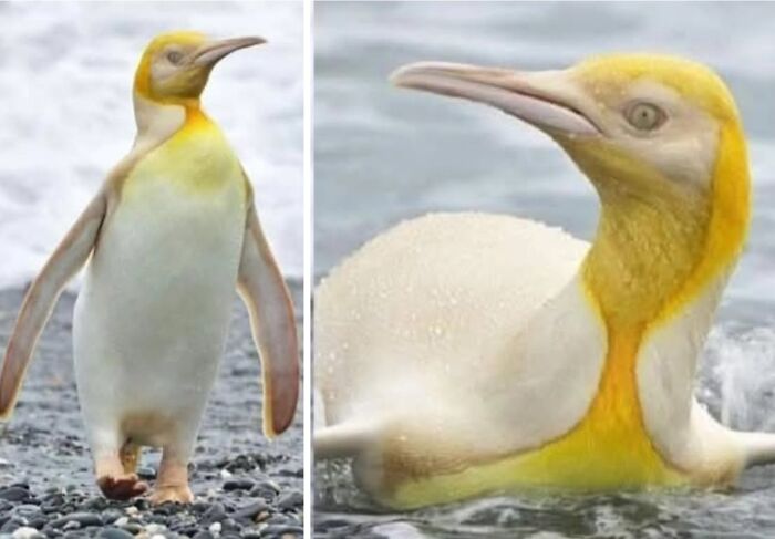 Wait, They Actually Ranked These Albino Animals? Prepare To Be Amazed!