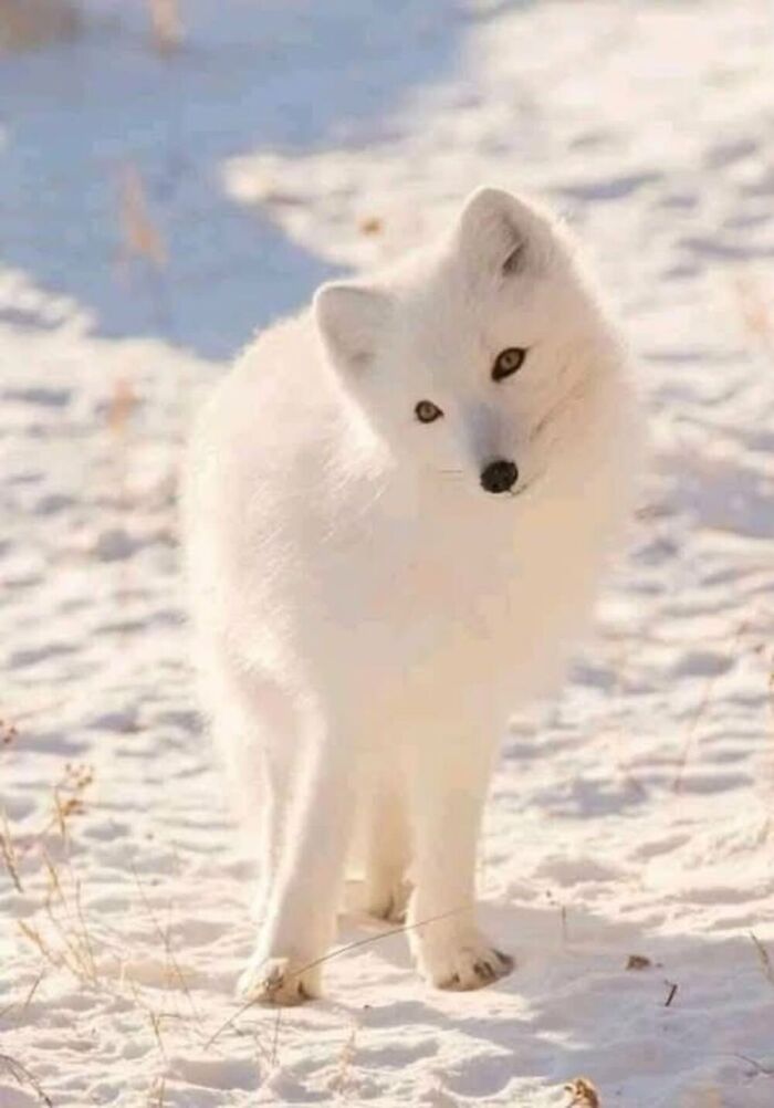 Wait, They Actually Ranked These Albino Animals? Prepare To Be Amazed!