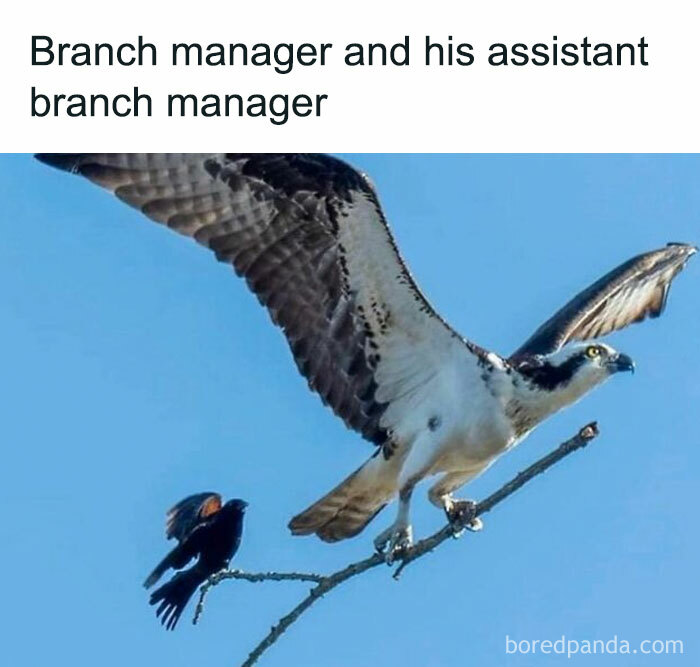 These Office Memes Are So Relatable, You'll LOL at Your Desk