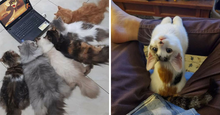 Wait Till You See These 40 Cats Doing the Weirdest, Funniest Things Ever