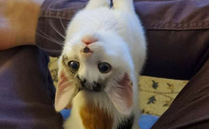 Wait Till You See These 40 Cats Doing the Weirdest, Funniest Things Ever