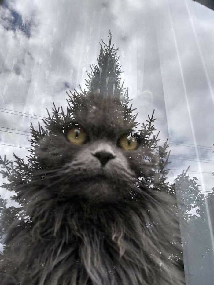 Wait Till You See These 40 Cats Doing the Weirdest, Funniest Things Ever