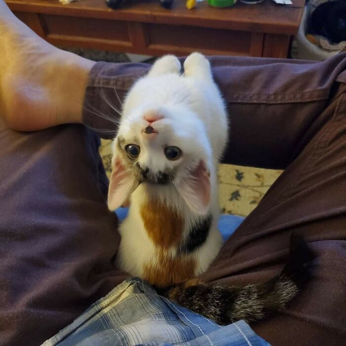 Wait Till You See These 40 Cats Doing the Weirdest, Funniest Things Ever