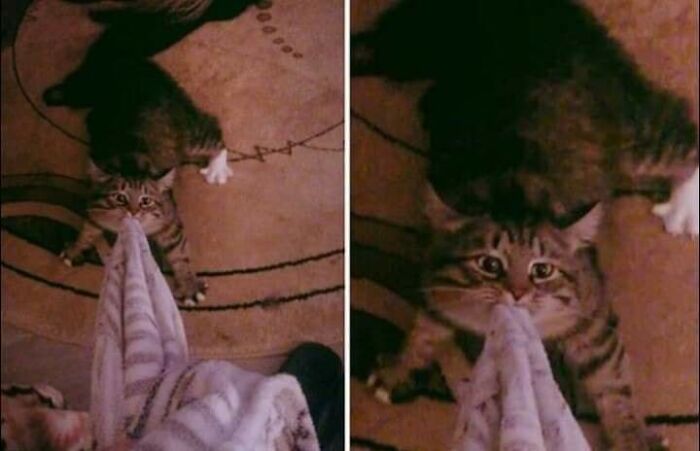 Wait Till You See These 40 Cats Doing the Weirdest, Funniest Things Ever