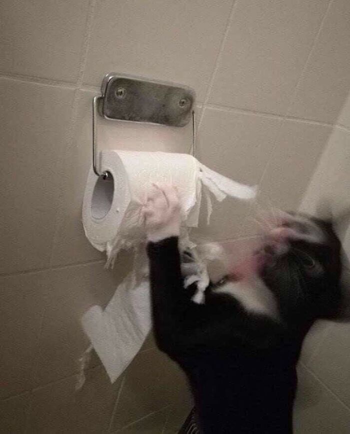 Wait Till You See These 40 Cats Doing the Weirdest, Funniest Things Ever