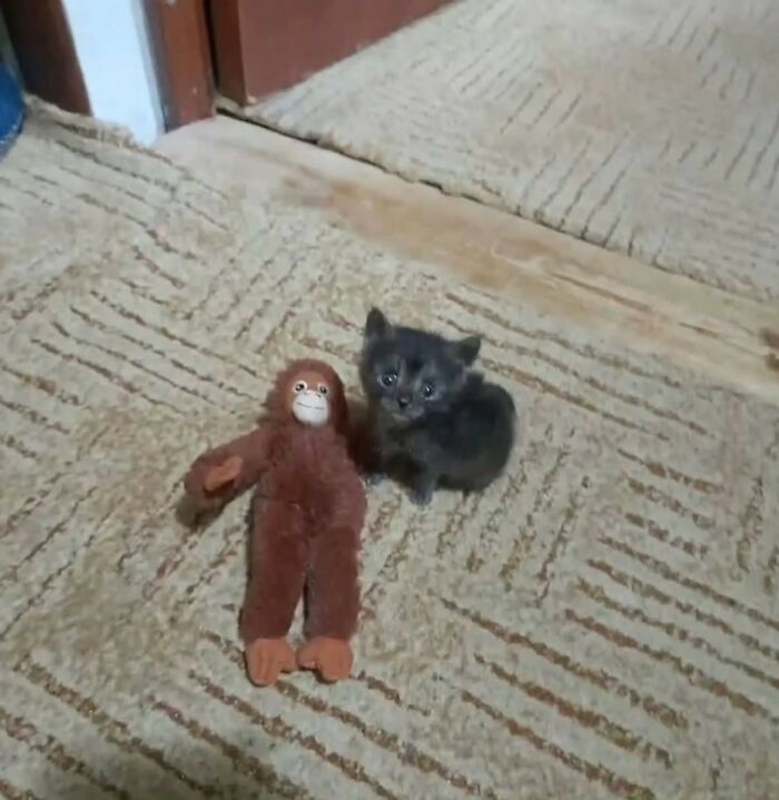 Wait Till You See These 40 Cats Doing the Weirdest, Funniest Things Ever