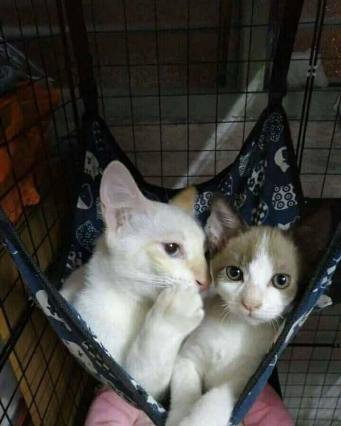 Wait Till You See These 40 Cats Doing the Weirdest, Funniest Things Ever