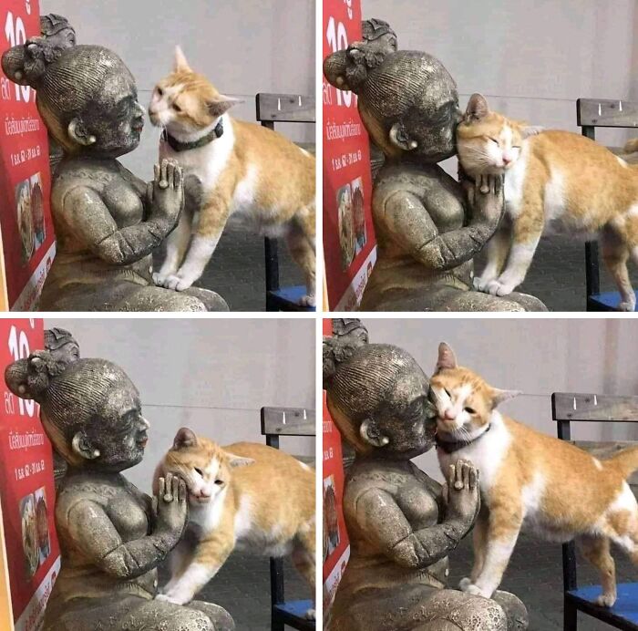 Wait Till You See These 40 Cats Doing the Weirdest, Funniest Things Ever