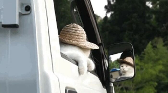 Wait Till You See These 40 Cats Doing the Weirdest, Funniest Things Ever