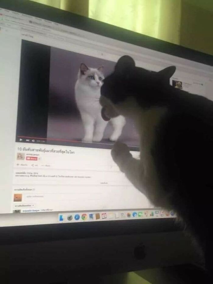 Wait Till You See These 40 Cats Doing the Weirdest, Funniest Things Ever