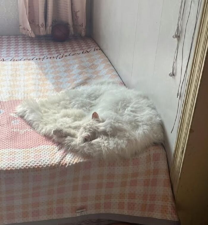 Wait Till You See These 40 Cats Doing the Weirdest, Funniest Things Ever