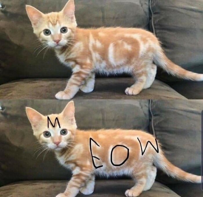 Wait Till You See These 40 Cats Doing the Weirdest, Funniest Things Ever