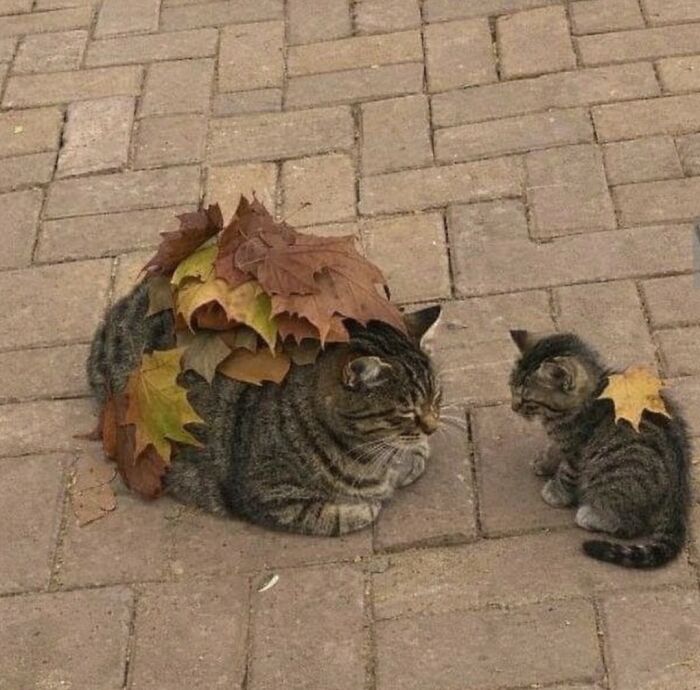 Wait Till You See These 40 Cats Doing the Weirdest, Funniest Things Ever