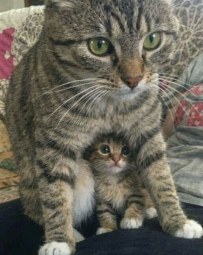 Wait Till You See These 40 Cats Doing the Weirdest, Funniest Things Ever