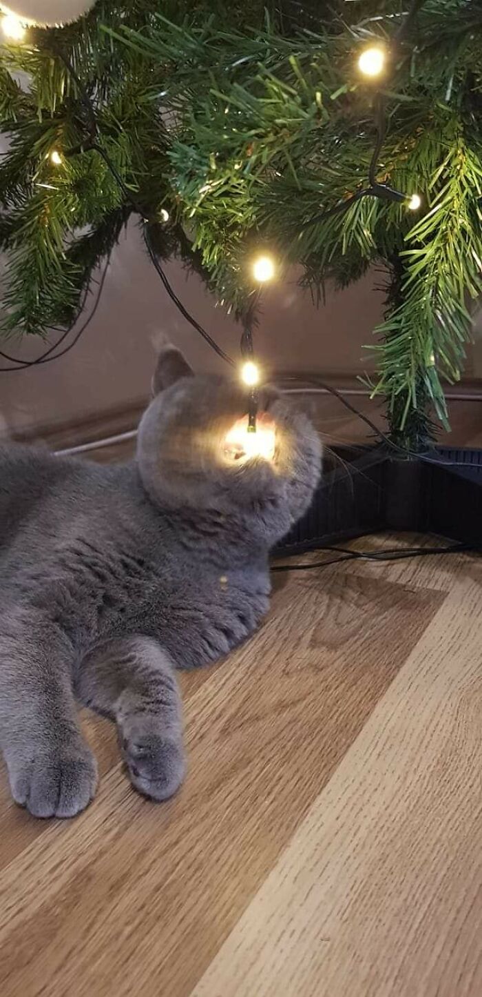 Wait Till You See These 40 Cats Doing the Weirdest, Funniest Things Ever