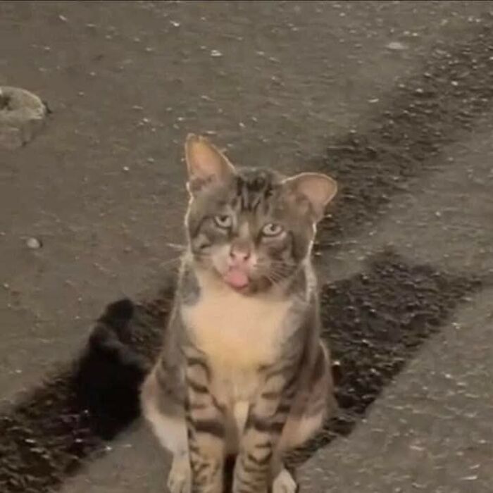 Wait Till You See These 40 Cats Doing the Weirdest, Funniest Things Ever