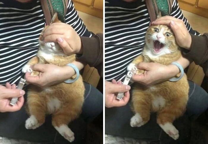 Wait Till You See These 40 Cats Doing the Weirdest, Funniest Things Ever