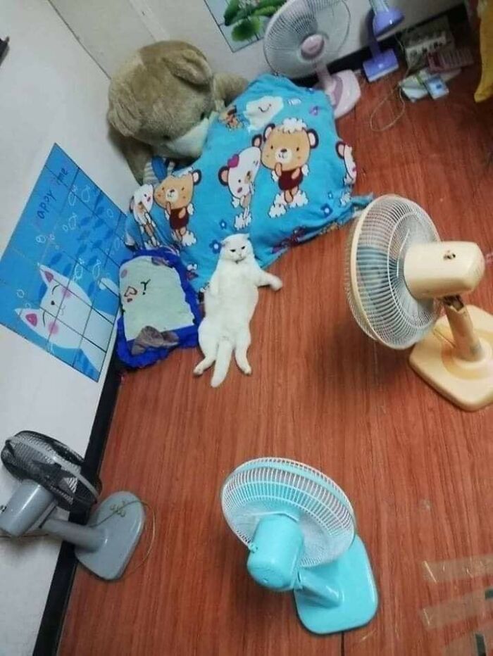 Wait Till You See These 40 Cats Doing the Weirdest, Funniest Things Ever