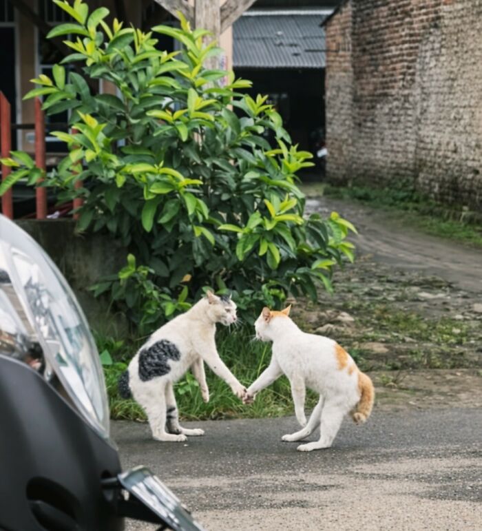 Wait Till You See These 40 Cats Doing the Weirdest, Funniest Things Ever