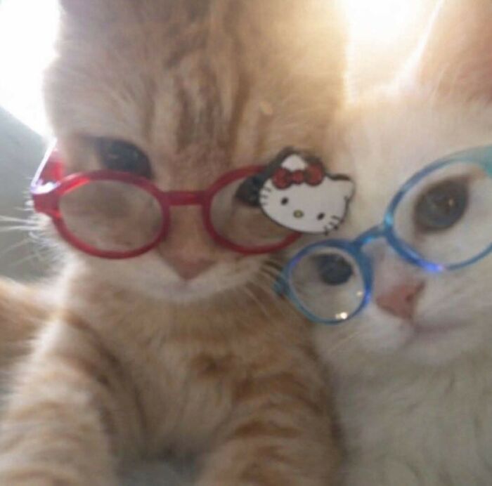 Wait Till You See These 40 Cats Doing the Weirdest, Funniest Things Ever