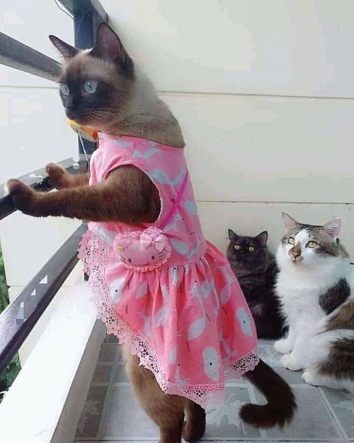 Wait Till You See These 40 Cats Doing the Weirdest, Funniest Things Ever