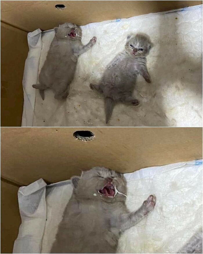 Wait Till You See These 40 Cats Doing the Weirdest, Funniest Things Ever