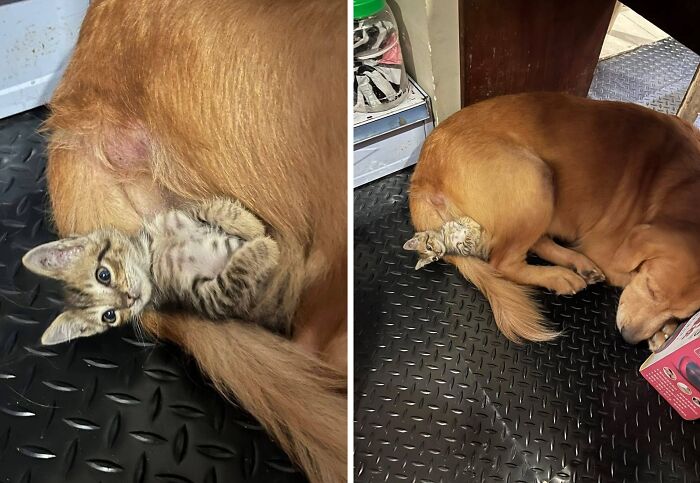 Wait Till You See These 40 Cats Doing the Weirdest, Funniest Things Ever