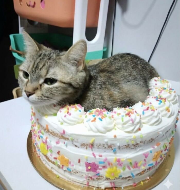 Wait Till You See These 40 Cats Doing the Weirdest, Funniest Things Ever