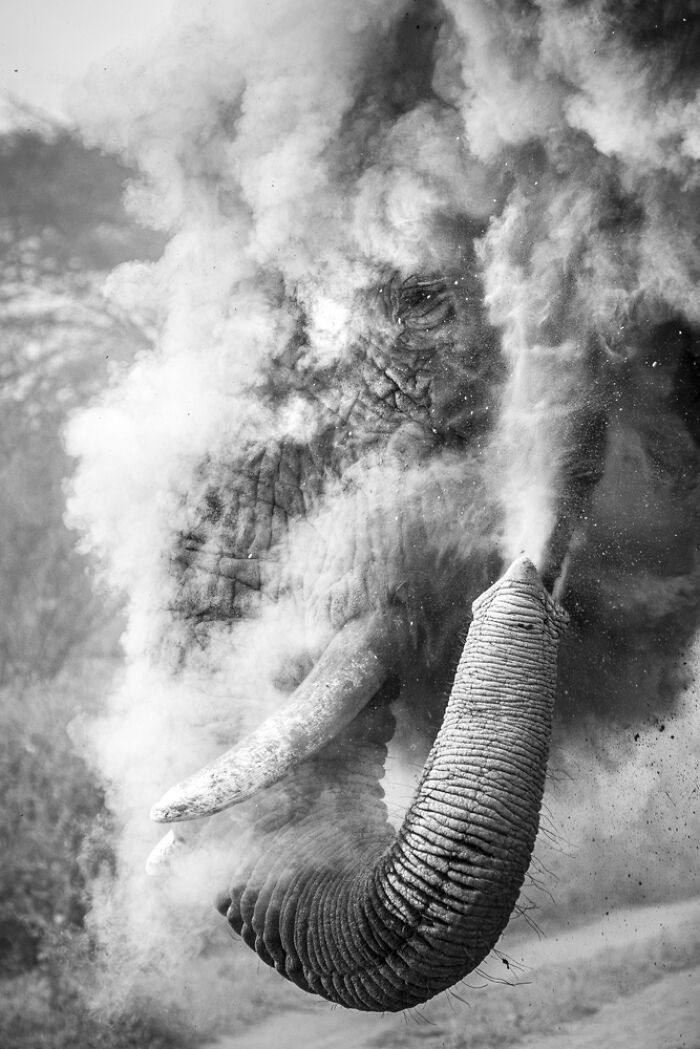 Elephant Dust Bath Like You’ve Never Seen: Dana Allen, USA